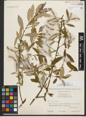 Foto von Salix triandra L.